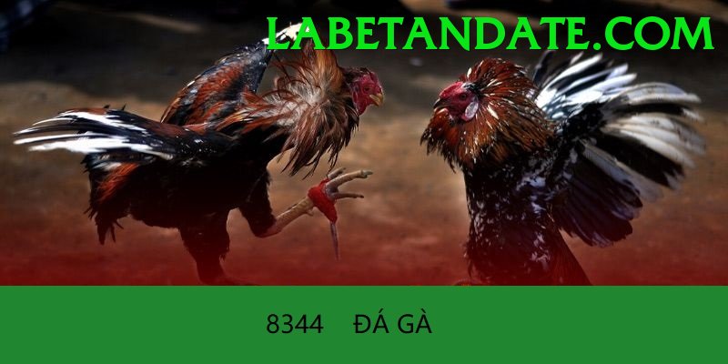 Đá Gà Trực Tiếp - Trải nghiệm tuyệt vời